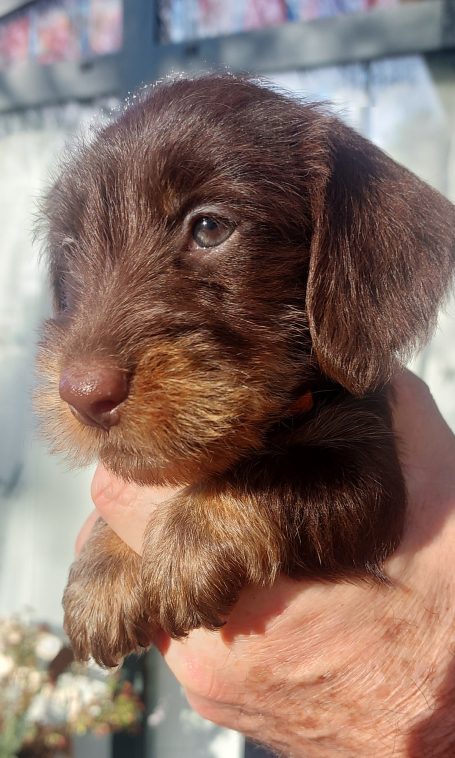 braune Schönheit - SMILLA