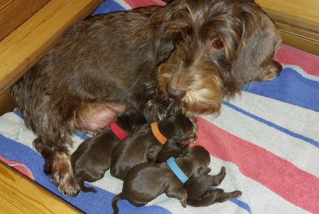 Das T - Wurf - Quartett ist geboren...